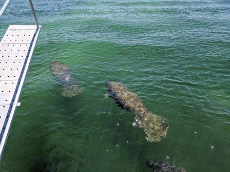 Hubbard's Sea Adventures