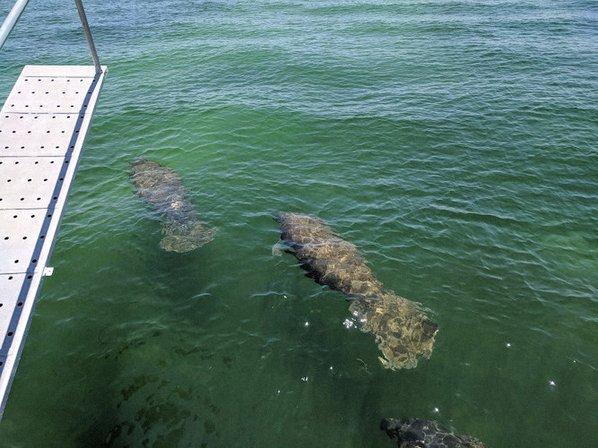 Hubbard's Sea Adventures