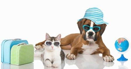East Bay Animal Hospital