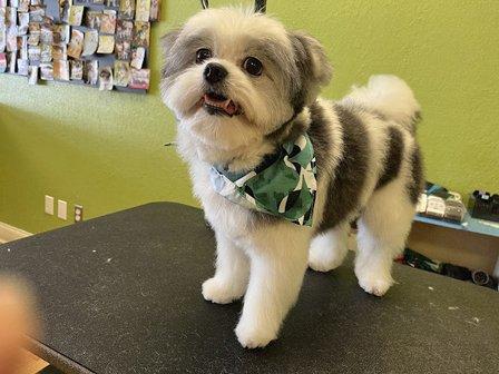 Glamour Paws Pet Salon