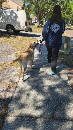 Bo's Pawsitive K9 Services