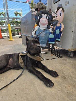 Coastal Canine Academy