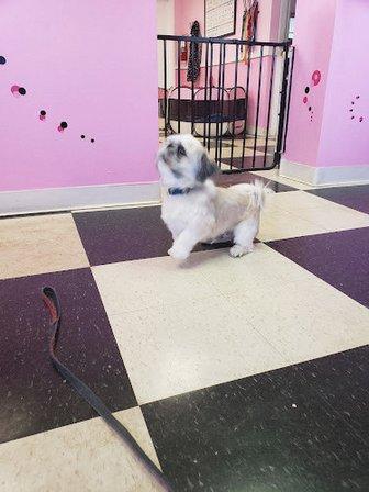 The Groomer'z
