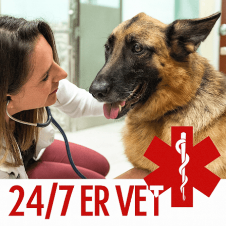 Fetch Specialty & Emergency Veterinary Centers - Clearwater, FL