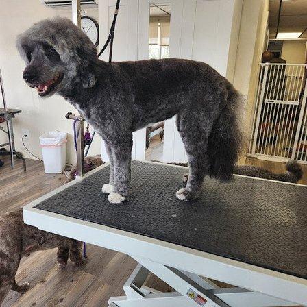 Clippingdale's Pet Grooming