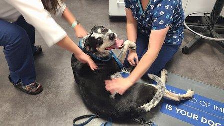Largo Veterinary Hospital