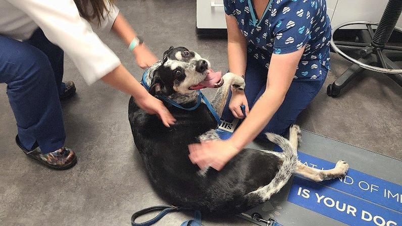 Largo Veterinary Hospital