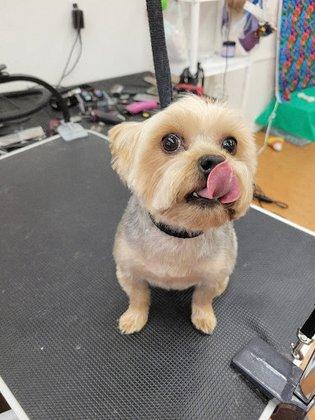 I Groom Dogs