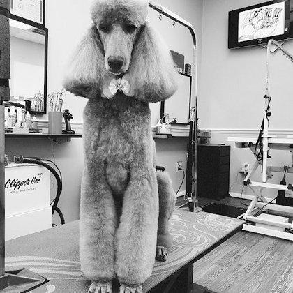 Havana Pet Salon and Spa