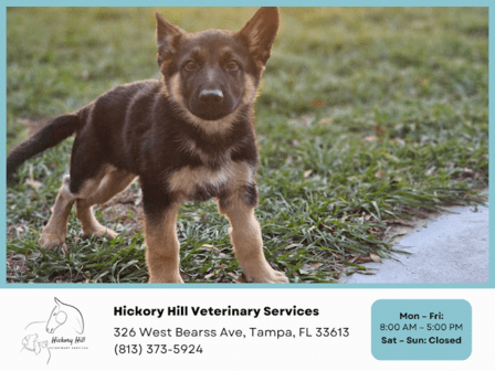 Hickory Hill Veterinary Services