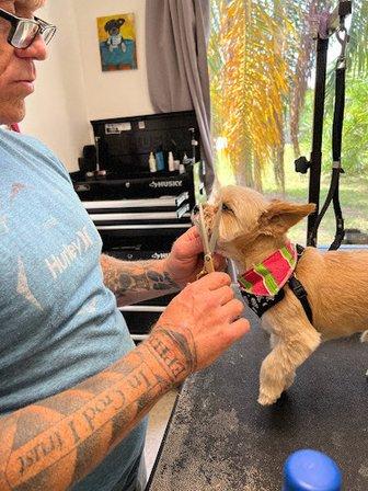 Gulf Beaches Grooming, LLC