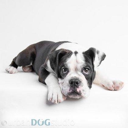Urban Dog Studio