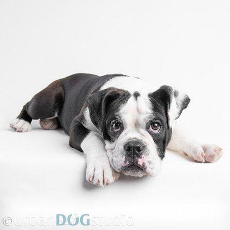 Urban Dog Studio