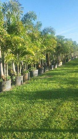 Lopez Landscaping and Nursery Design