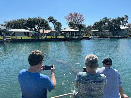 Crystal River Manatee Fun