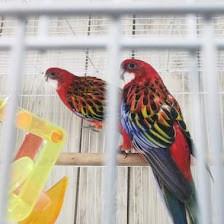 Yoan & Son Pet Shop