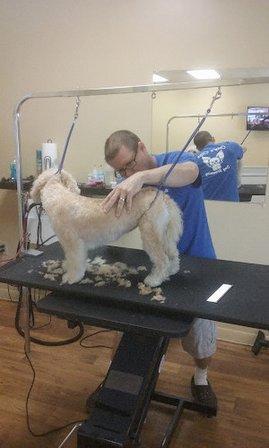 Chip's Clips Dog Grooming