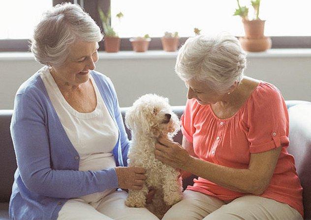 Seniors Helping Seniors Pinellas County