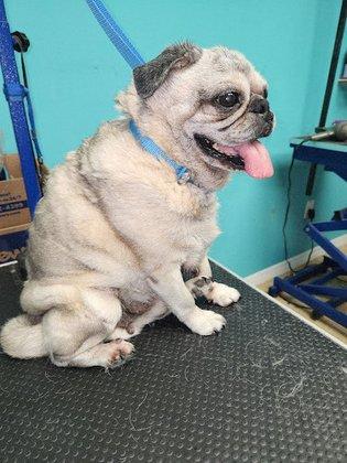 Heaven grooming