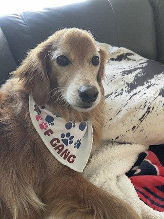 Woof Gang Bakery & Grooming Belleair Bluffs