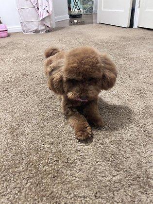 THE DOG HOUSE Grooming Salon and Grooming School