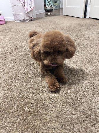 THE DOG HOUSE Grooming Salon and Grooming School