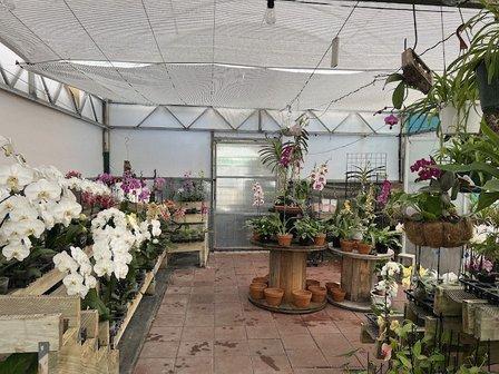 Gulf Orchids