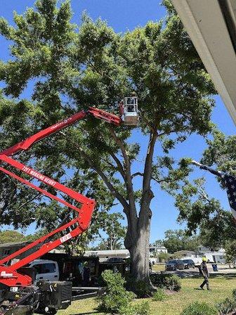 TreeVantage