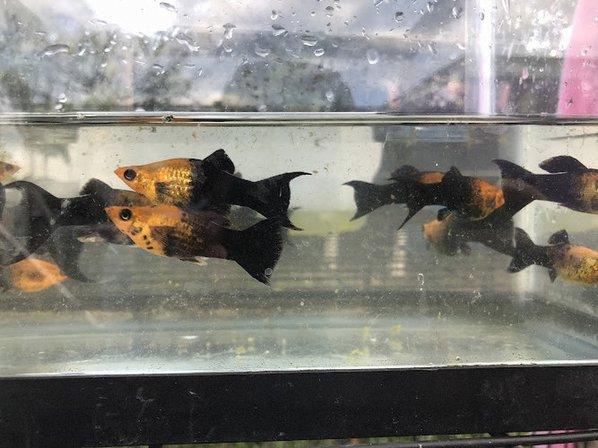 Aquazul Tropical Fish LLC
