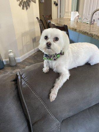 TLC PetSnip, Inc