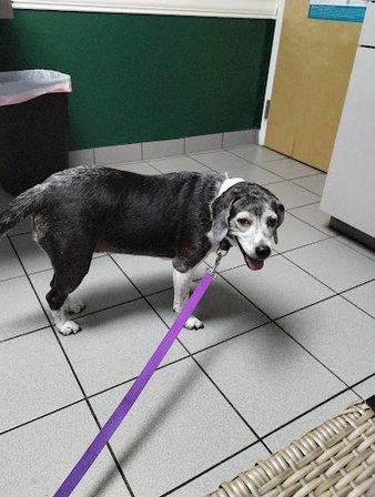 Veterinarian