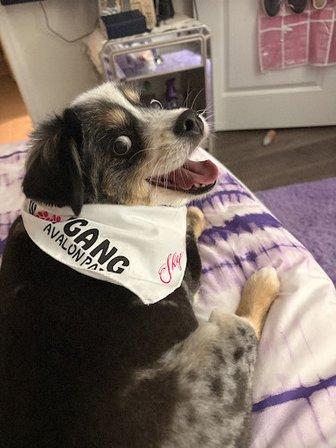 Woof Gang Bakery & Grooming Avalon Park