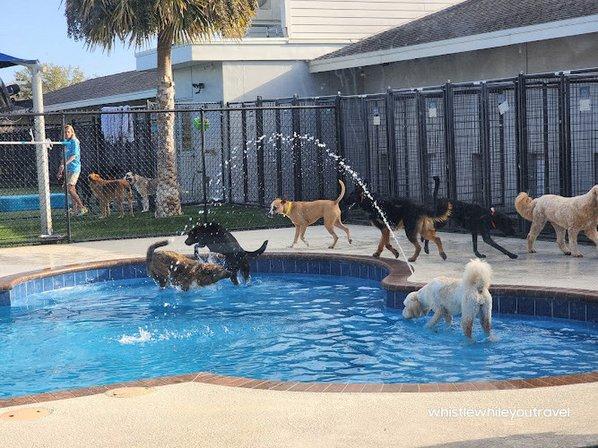 Pet Paradise Wesley Chapel