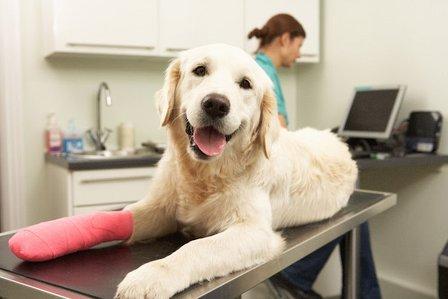 Care Animal Hospital
