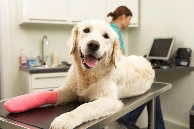 Care Animal Hospital