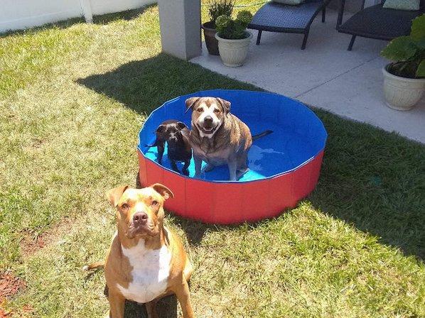 Paws To The Walls Pet Sitting