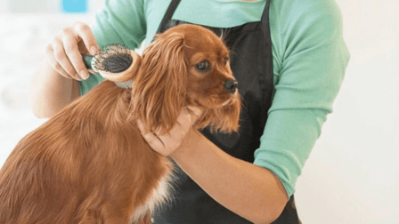 Island Dog Pet Grooming Co.