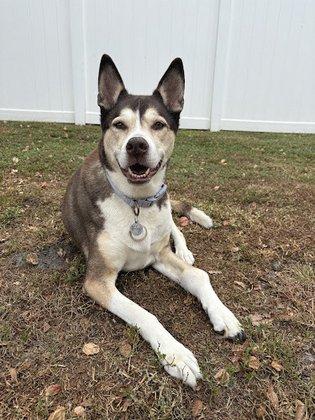 Parting Paws - Pet Euthanasia in the privacy and comfort of your home