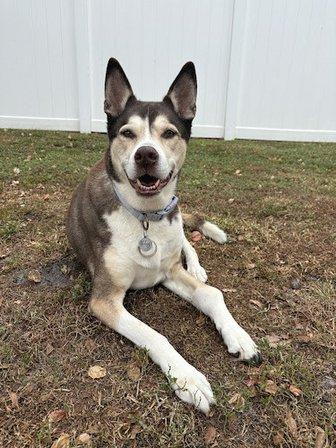 Parting Paws - Pet Euthanasia in the privacy and comfort of your home