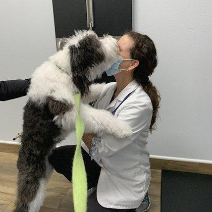Cornerstone Veterinary Hospital