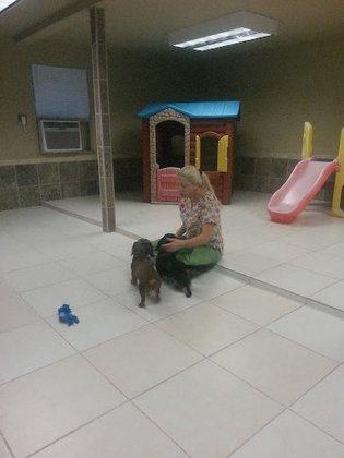 Dog Days Lodge & Daycare