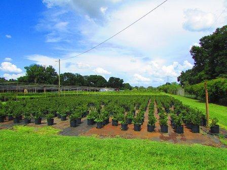 All American Growers, llc