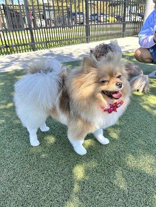 UrbanWagz - Pet Grooming, Boarding and Training