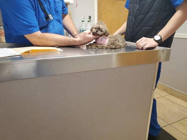 Santa Cruz Animal Clinic