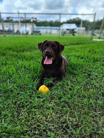 Parkway Pet Resort