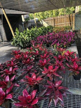 Golden Rain Nursery
