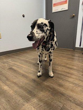 Meadowrun Affordable Pet Care