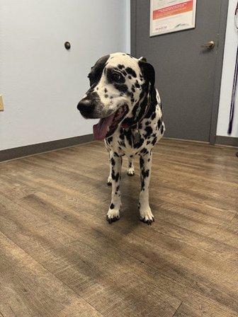 Meadowrun Affordable Pet Care