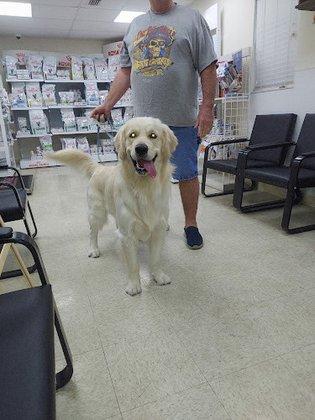 Ellenton Animal Hospital