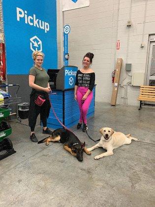 Florida Dog Training School - Tampa Dog Trainer